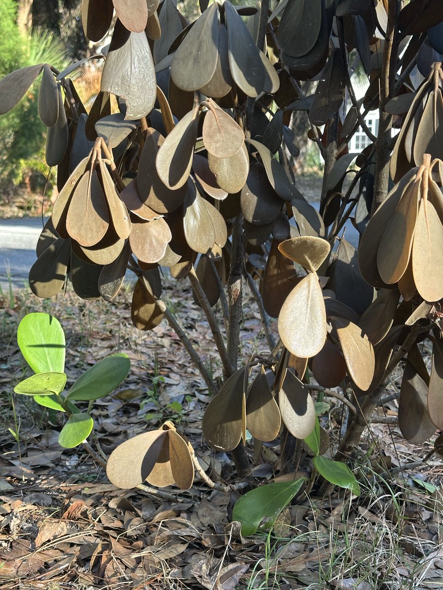 LCStraut tweet media