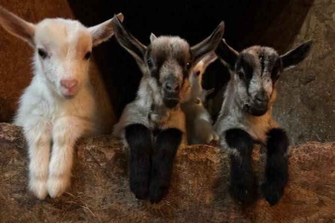 🟩 DOSSIER AGRICULTURE : UN GESTE DU COEUR POUR DES CHEVREAUX 

Chaque printemps, derrière la production de fromage et de lait de chèvre, une réalité plus discrète se répète : des centaines de chevreaux, à peine nés, sont séparés de leur mère et envoyés à l’abattoir, simplement