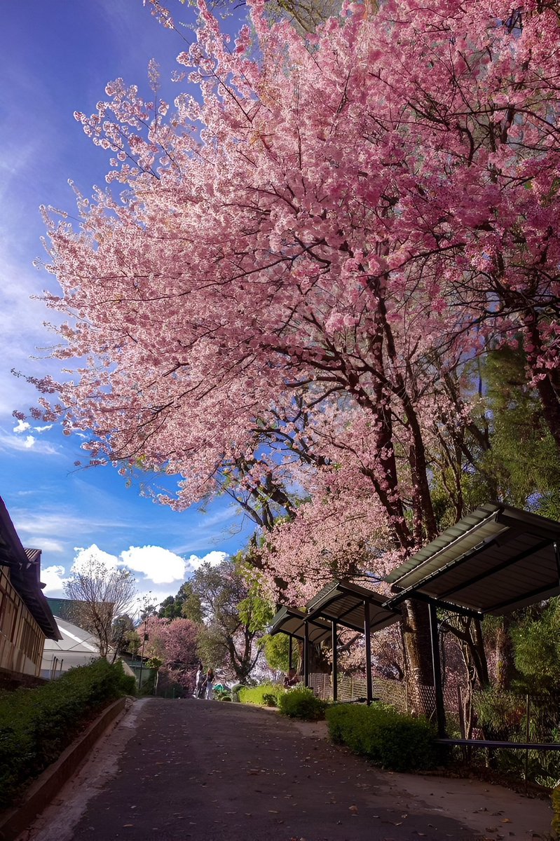 Arata ☀️ tweet media