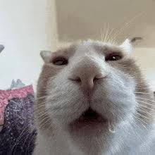 Entouane🌿 tweet media