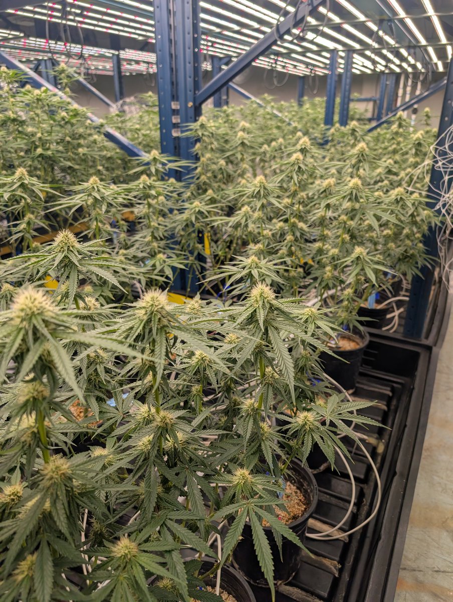 Banana Punch OG is going to be a thick girl.
✨Like &amp; Share✨ 💚🌱
#growyourown #cannabis #weed