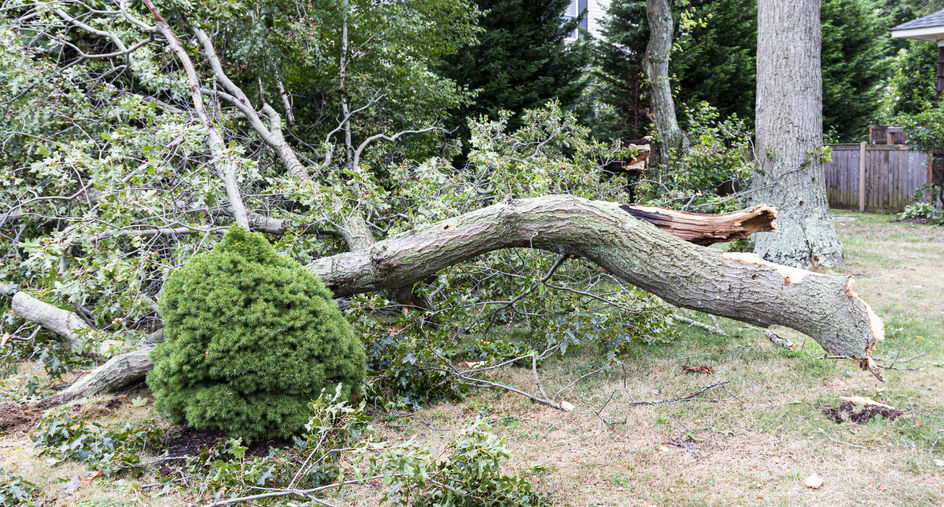 According to FEMA, the occurrence of high winds has the potential to result in the falling of trees and branches. It is advisable to regularly trim or remove any damaged trees present on the property to mitigate potential hazards.