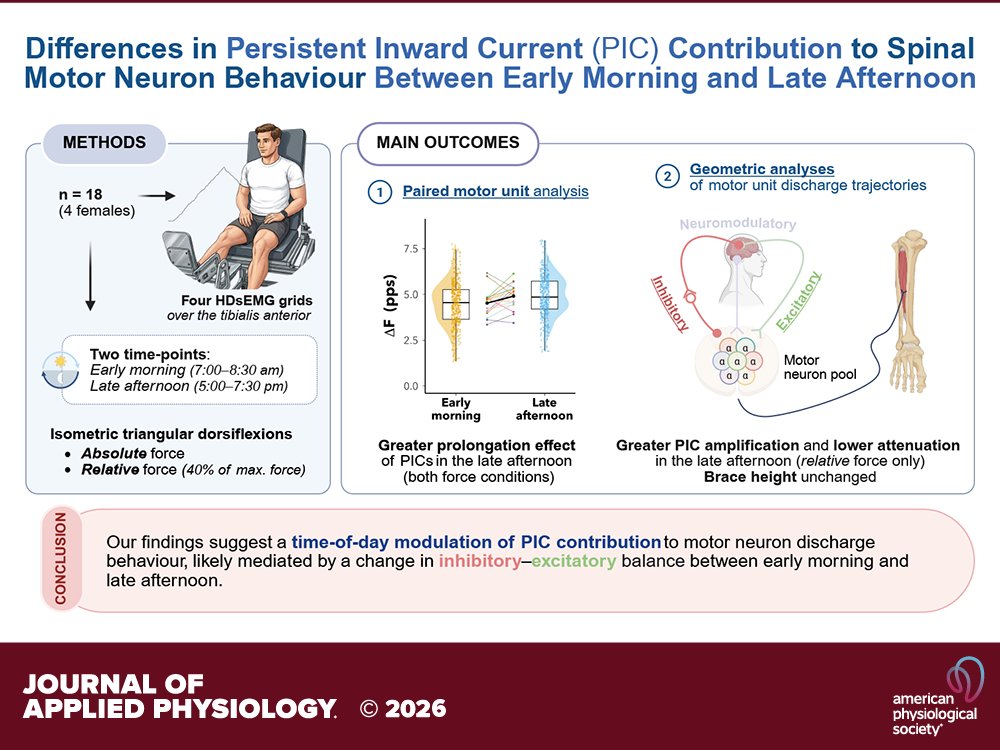 japplphysiol's tweet photo. Research Article by B Bontemps et al. (@UQ_News) Differences in #persistentinwardcurrent contribution to #spinal #motorneuron behavior between early morning and late afternoon
https://t.co/EVCmWOoDjb https://t.co/ISQFiGWny2