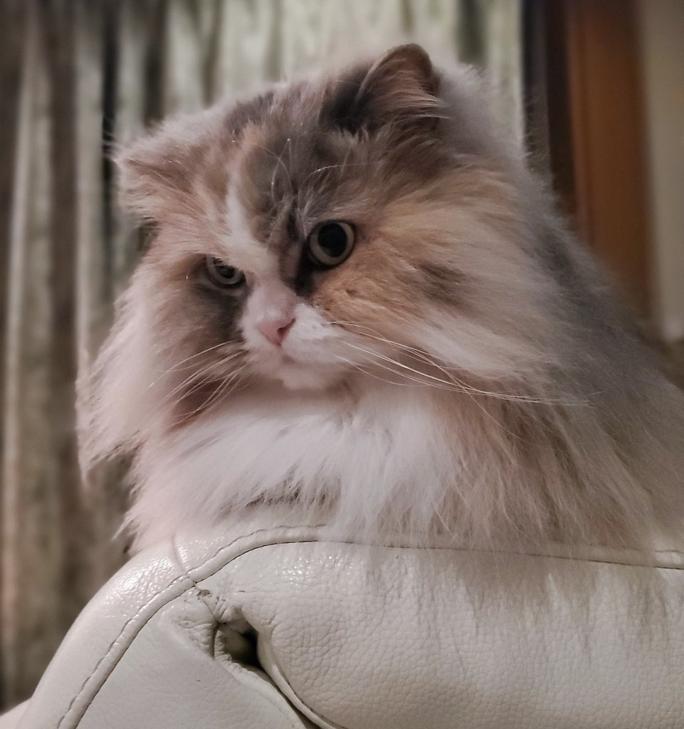 nekoshimailove's tweet photo. ブラッシングも歯磨きも⁡お利口さんでした☺️⁡
⁡おやすみなさい✨⁡
⁡#猫 #cat #猫好き #サイベリアン https://t.co/GcIjTQ7NN4