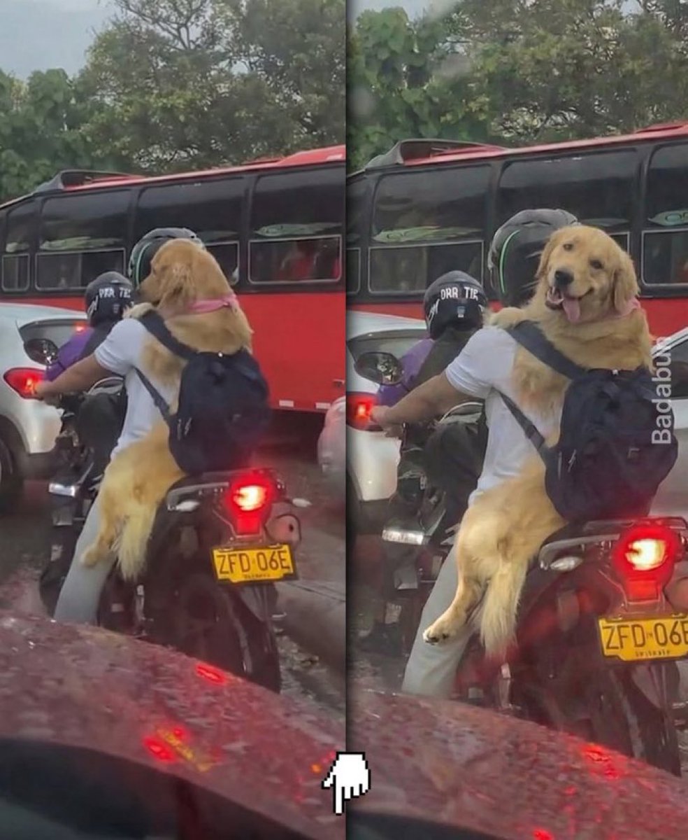 Puppieslover's tweet image. 