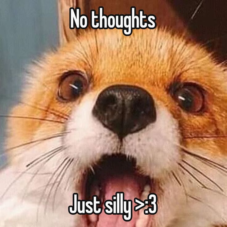 🍁 𝓣𝓱𝓮 𝓕𝓸𝔁 𝓛𝓲𝓯𝓮 🌾🦊 tweet media