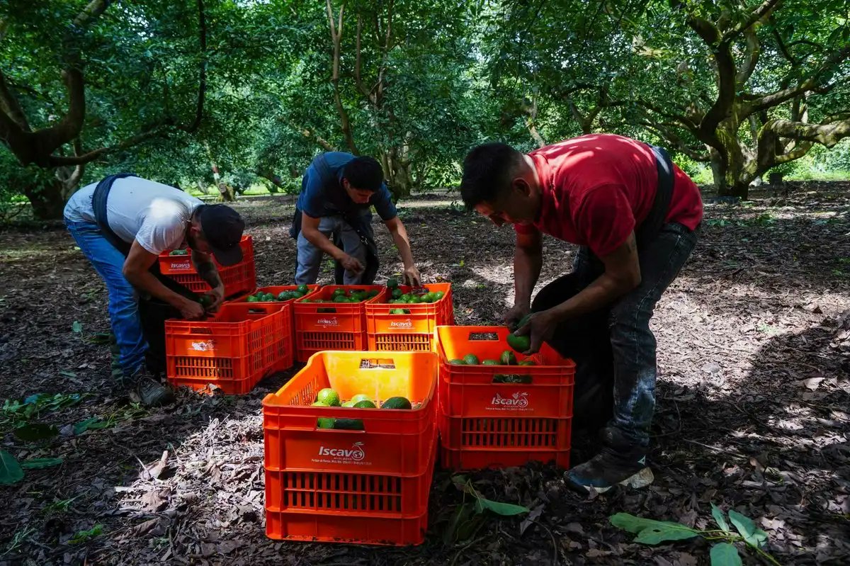 #Nacional | Supertazón, termómetro del consumo de aguacate

El Supertazón, el mayor encuentro deportivo de Estados Unidos vuelve a confirmar una realidad económica que México sostiene desde hace décadas: el aguacate mexicano no tiene sustituto en el mercado global y su peso en la