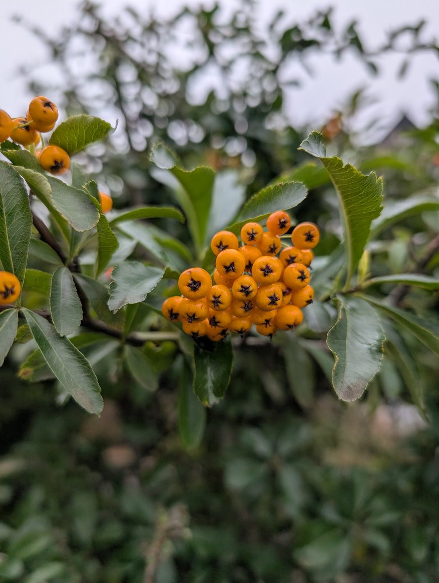 Haslemere Museum tweet media
