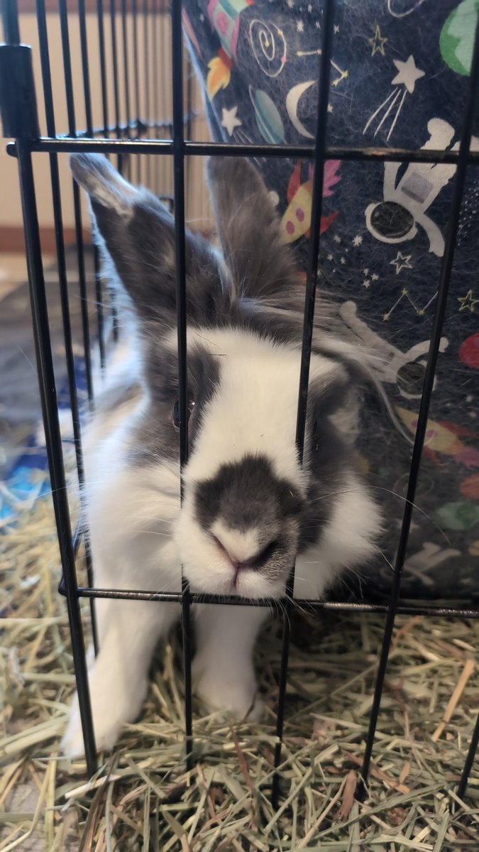 Matt, Dr. Bunny Keeper 🐰 (Taylor's Version) tweet media