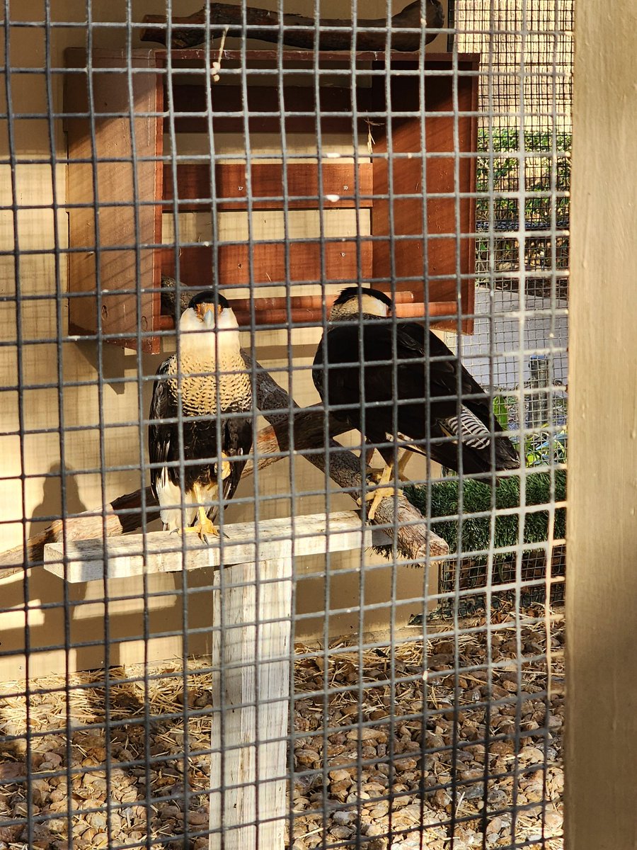 🦋 FF | MissKrisalys 🦋 ➡️ Texas Showdown 2026 tweet media