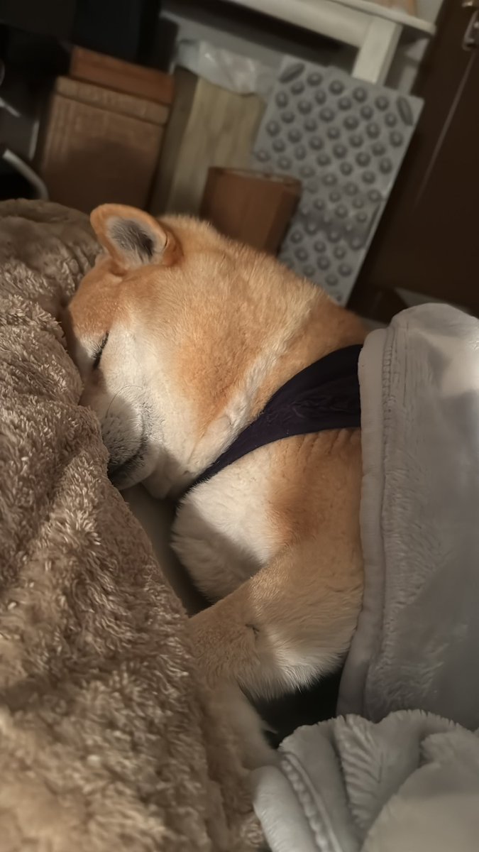 この写真を見て
皆んなが明日も
頑張れますようにっ！！
#おやすみなさい
#おもちさんの日常