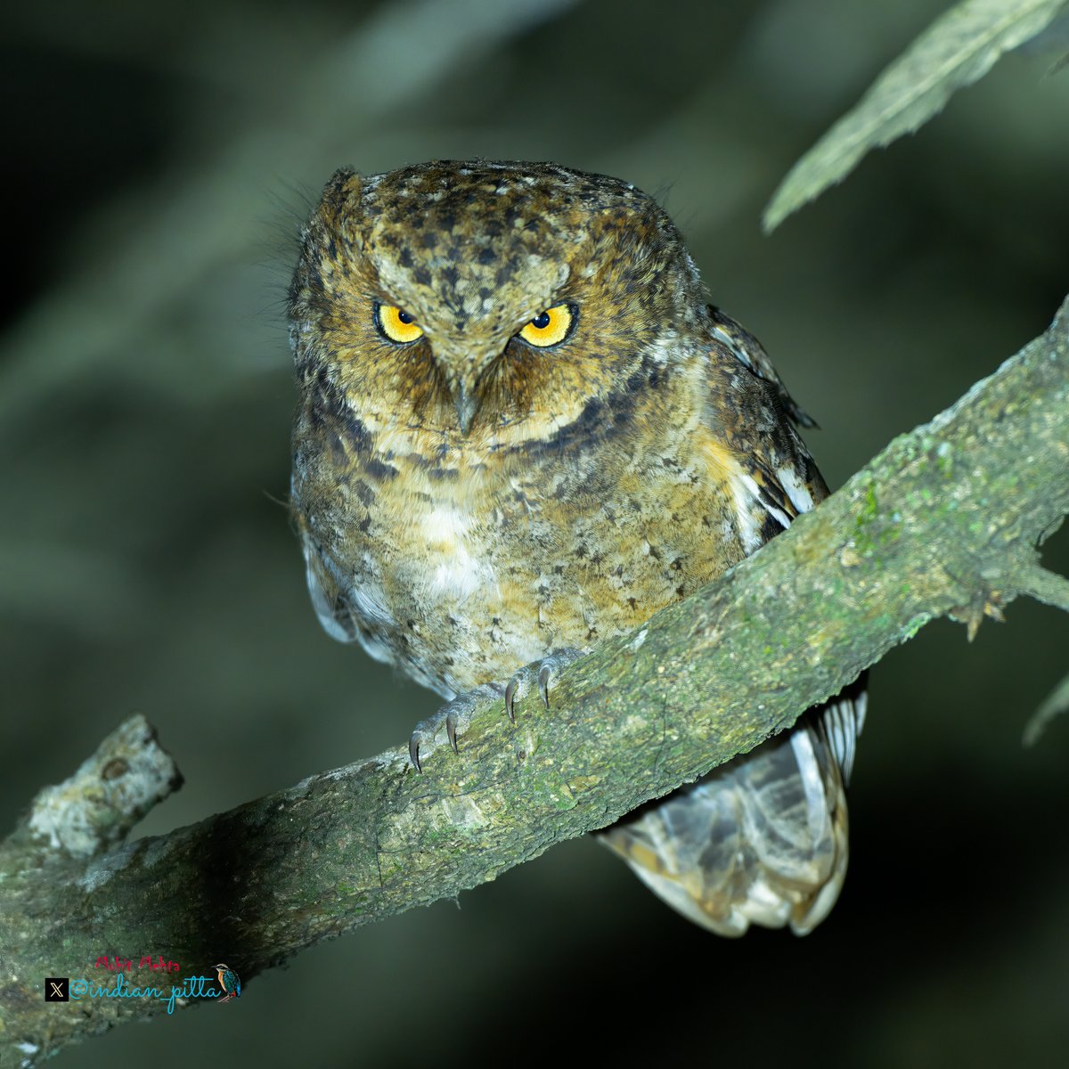 Mohit Mehta tweet media