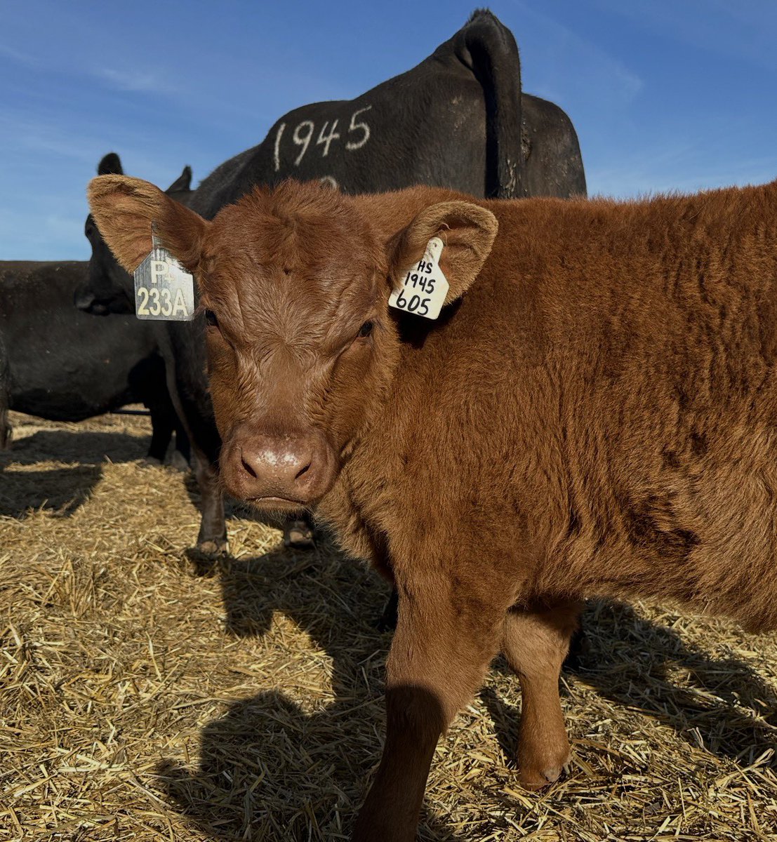 Bitcoin Ranch tweet media