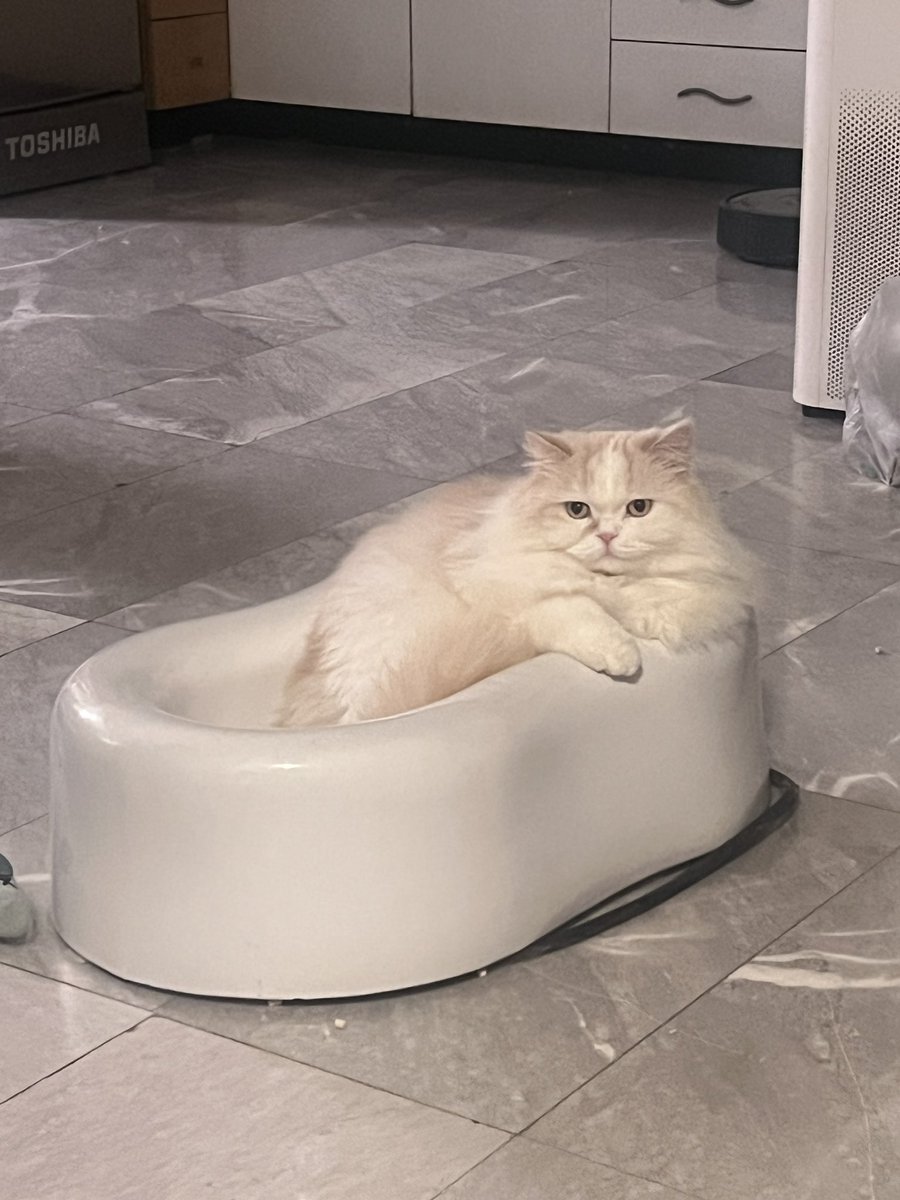 awwwfluffy's tweet photo. คนเลี้ยงแมวนะ มันจะมีโมเม้นที่หันไปเห็นแมวใช้ชีวิตปกติของมันแหละ แต่อะจุ๊ยยยงุ้ยๆๆๆน่ารักจังเลยอะลูกแม่ ขอถ่ายรูปไว้หน่อย มู้วววววว น่าจุ๊บน่าบู้บี้น่าขย้ำเปนทิสุบ

ขณะที่แมว : เป็นไรอีแก่ https://t.co/bdzhDNiwgj