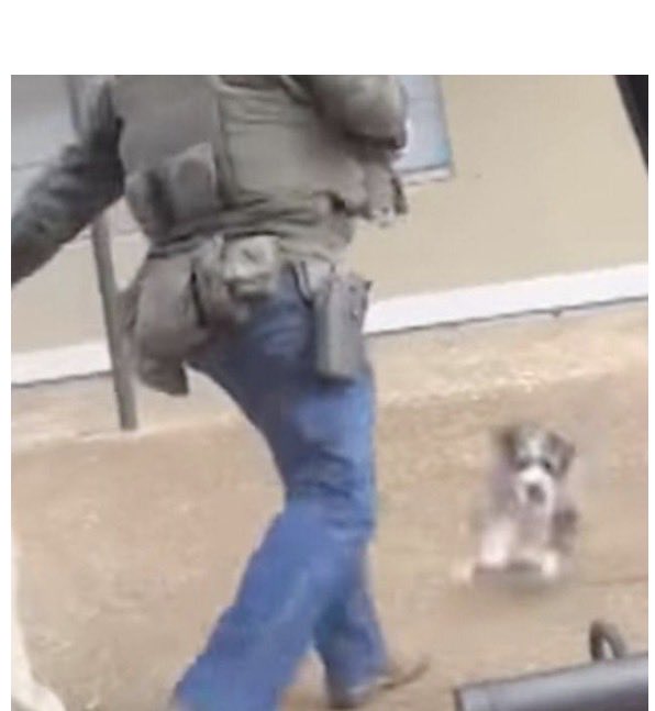 U.S. Marshals defend officer seen on video kicking dog during arrest, call it a necessary action #AnimalCruelty #dogs #PoliceBrutality  

fox13memphis.com/news/u-s-marsh…
