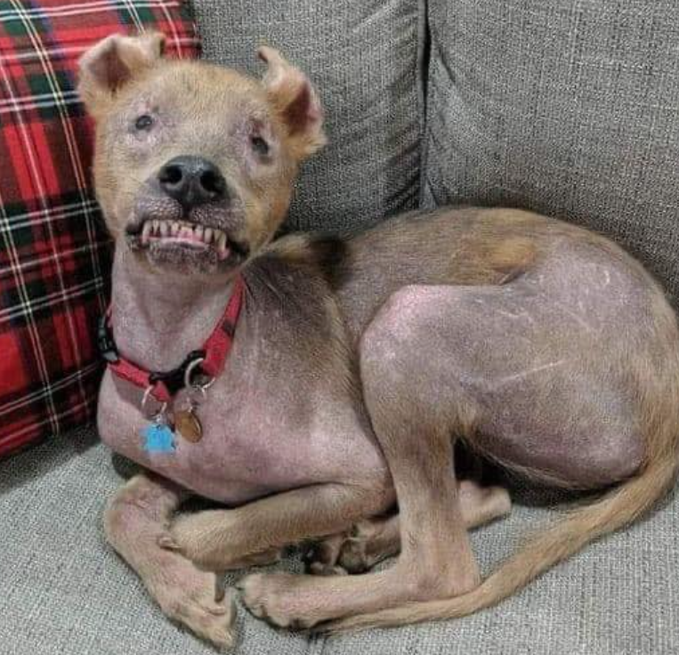 Tweets of Dogs tweet media