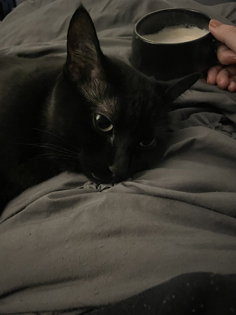 毎朝ベッドで一緒に15分くつろいでくねこた