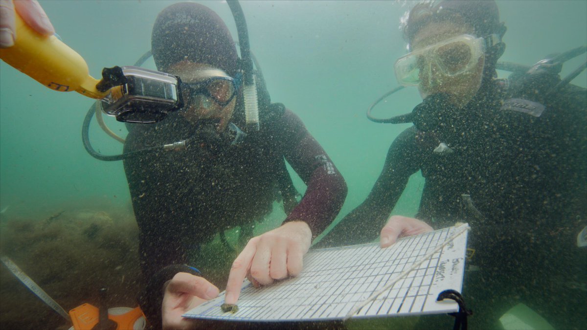 Bonne_de_Bod's tweet image. Dispatch From The Field:
Look at how tiny! And completely different in colour this seahorse is, to the one in the tank I posted a few days ago. This little one blends perfectly to the matching grass, and it was a miracle Clement spotted it.