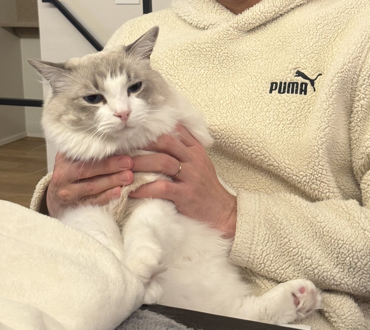 朝はトワちゃん、
夜はルカを捕獲して楽しそうにしていた旦那さん