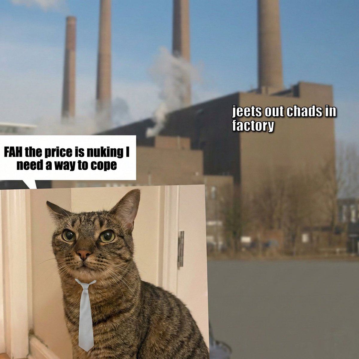 factory cat tweet media