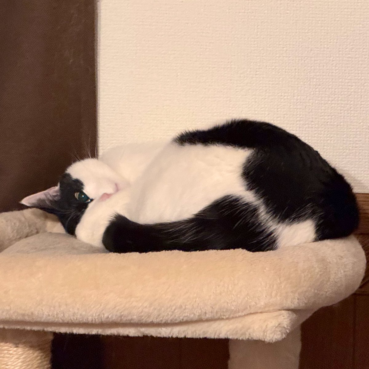 寝てる！って思ったけどぜんぜん起きてる