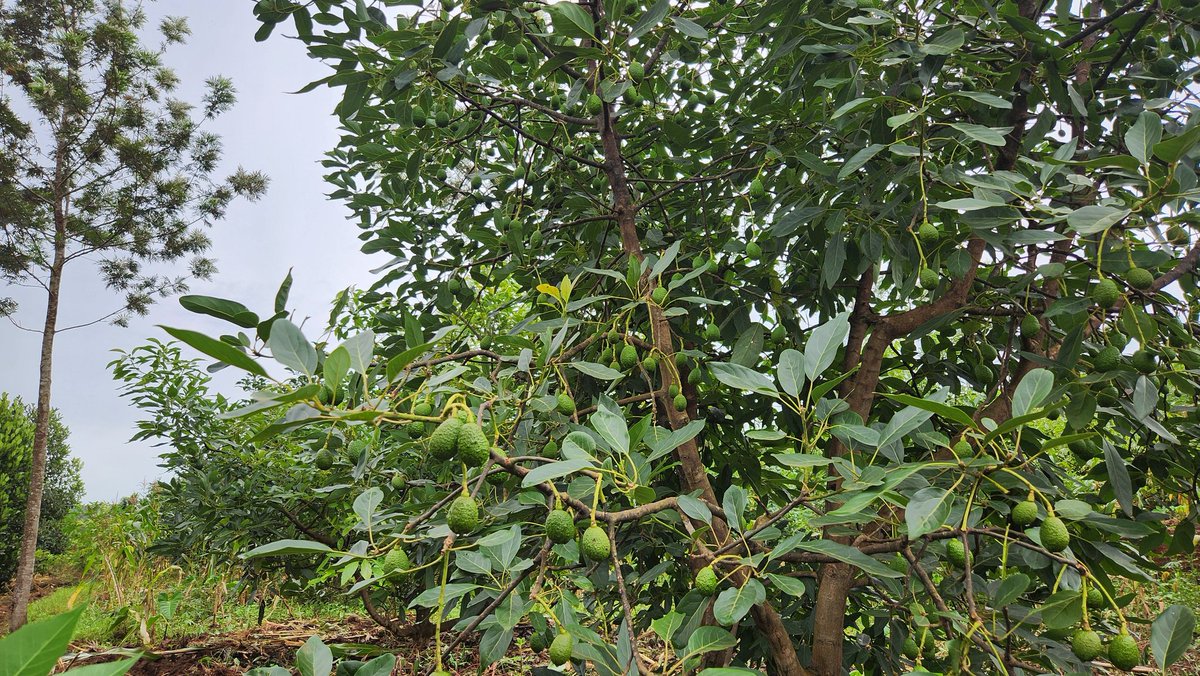 AgaciroPress's tweet photo. Farmers from the #KOTWIDIKA Cooperative (an abbreviation for “Let us unite and work hard for development – Kayonza fruit farmers”), which grows fruits including mangoes, passion fruits, oranges, and avocados, located in the sectors of Kabarondo, Murama in @KayonzaDistrict and Remera in @NgomaDistrict say they are pleased that their living conditions have improved thanks to this fruit-farming project.

They report that each member earns at least more than one million Rwandan francs per season. The cooperative has 4,047 beneficiaries and over 2,000 registered members, and it cultivates fruit crops on a total area of 1,337 hectares. @RwandaAgri
@ubonabagenda
#KIIWP
@RwandaAgriBoard
@IFAD @Ndagije__sam @RwandaLocalGov 
@RwandaEast @PudenceR @hellotradeapp