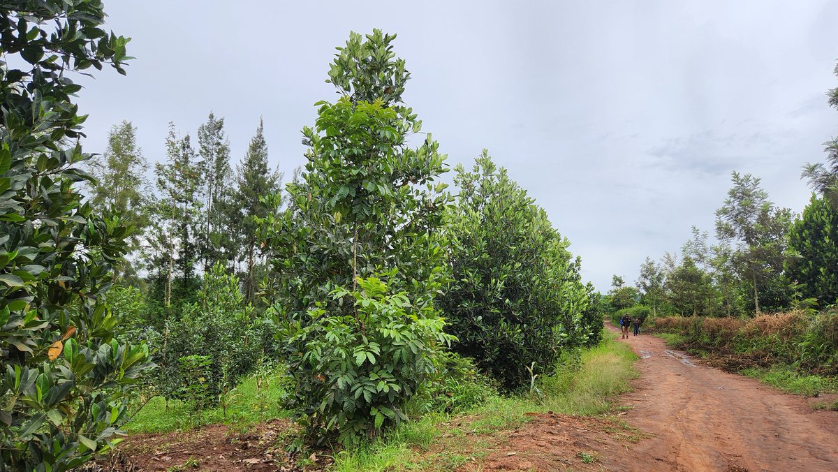 AgaciroPress's tweet photo. Farmers from the #KOTWIDIKA Cooperative (an abbreviation for “Let us unite and work hard for development – Kayonza fruit farmers”), which grows fruits including mangoes, passion fruits, oranges, and avocados, located in the sectors of Kabarondo, Murama in @KayonzaDistrict and Remera in @NgomaDistrict say they are pleased that their living conditions have improved thanks to this fruit-farming project.

They report that each member earns at least more than one million Rwandan francs per season. The cooperative has 4,047 beneficiaries and over 2,000 registered members, and it cultivates fruit crops on a total area of 1,337 hectares. @RwandaAgri
@ubonabagenda
#KIIWP
@RwandaAgriBoard
@IFAD @Ndagije__sam @RwandaLocalGov 
@RwandaEast @PudenceR @hellotradeapp