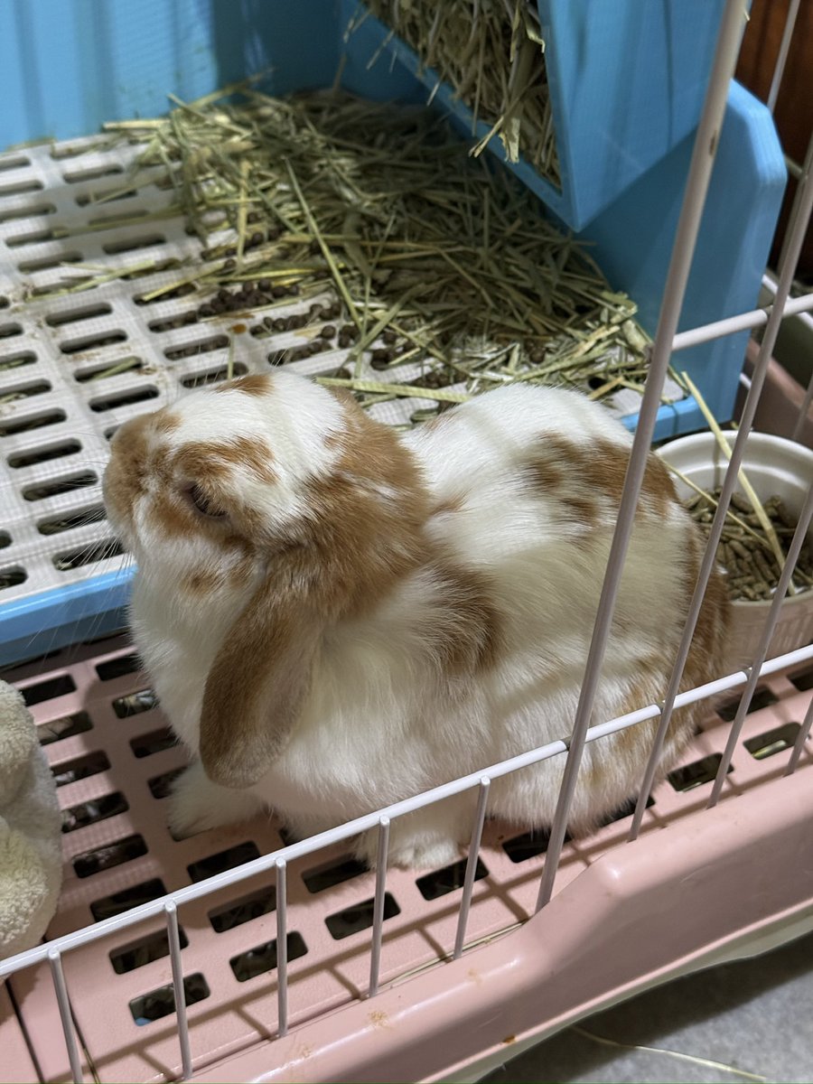 โบ้วเอง⚡️ tweet media