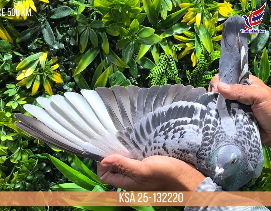 ArabPigeons's tweet photo. 🔷️🔷️Now Offered At Thailand Master Auction
One of The Best Pigeons Won At Thailand Master Olr 2025/2026

⛔️⛔️Auction End Tomorrow 🕊🕊🕊🕊🕊🕊

https://t.co/adKs4q0B0c https://t.co/MkLtqxl1nq