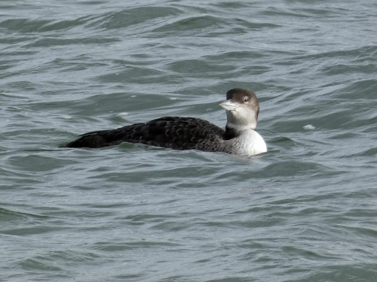 Bob Hazell tweet media