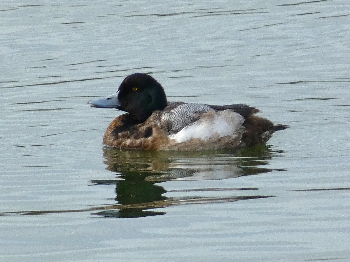 Bob Hazell tweet media