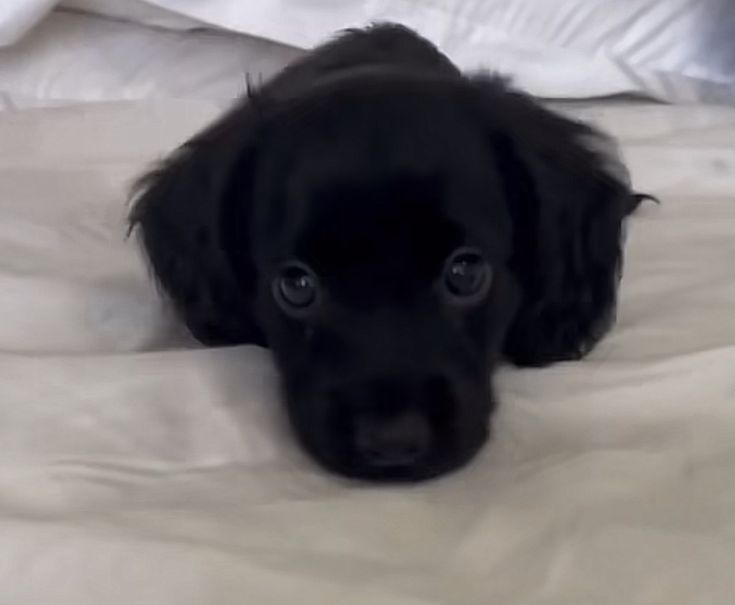 FRAG0LINE's tweet image. miwi miwi miwi...