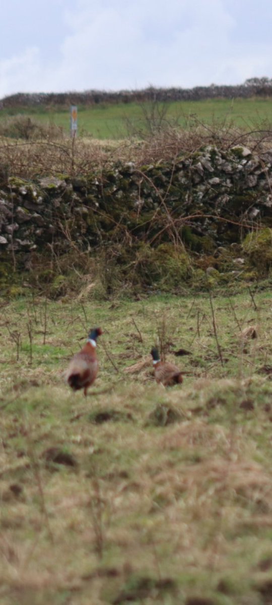 BDuffma's tweet image. #Clare #Burren #100daysofwalking 🟡🔵🖤🤍💚💛  ⚪️⚫️