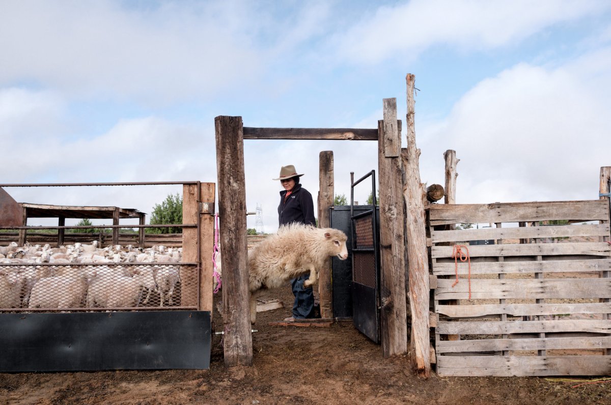 Experience Wool tweet media