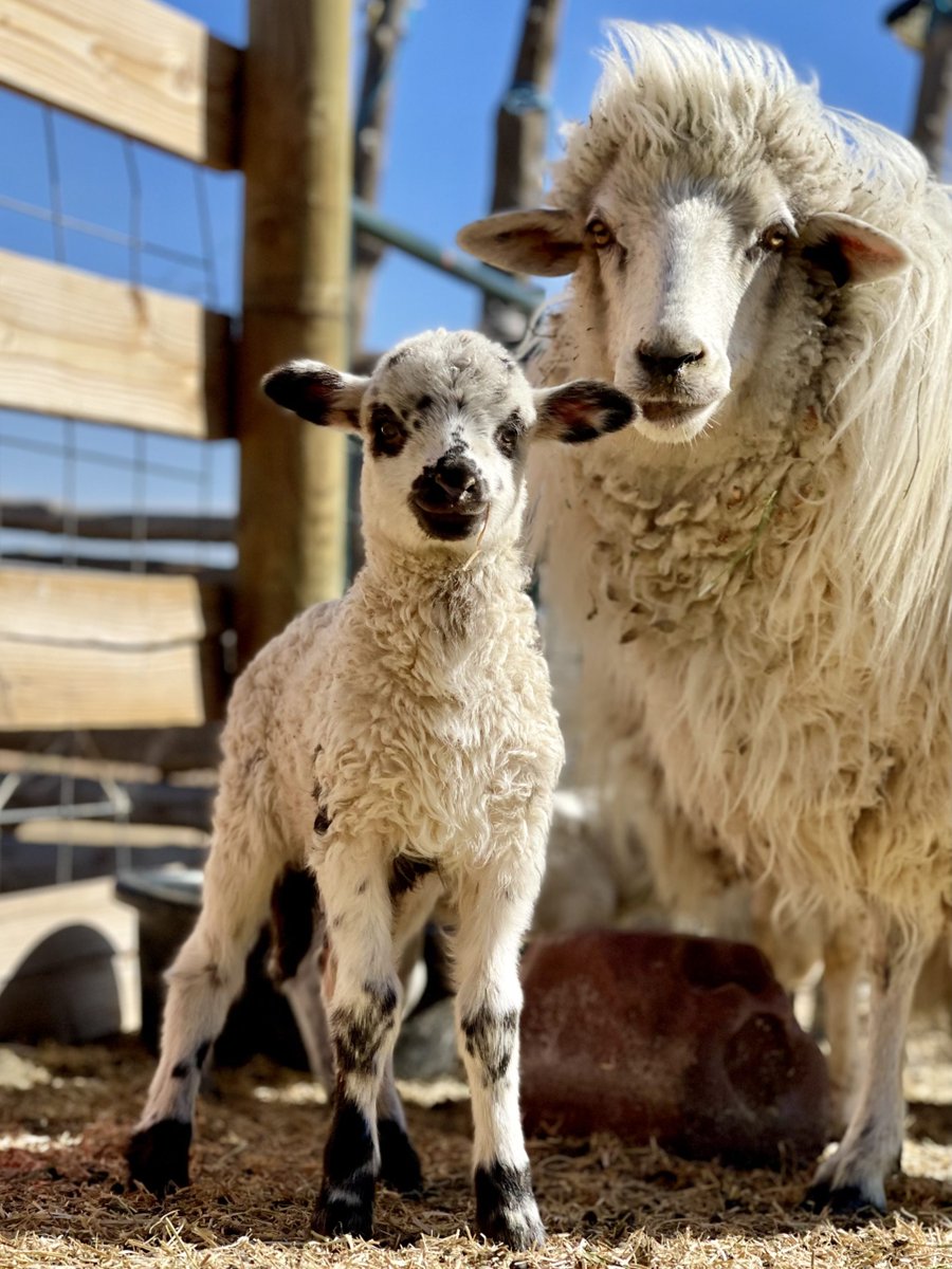 Experience Wool tweet media