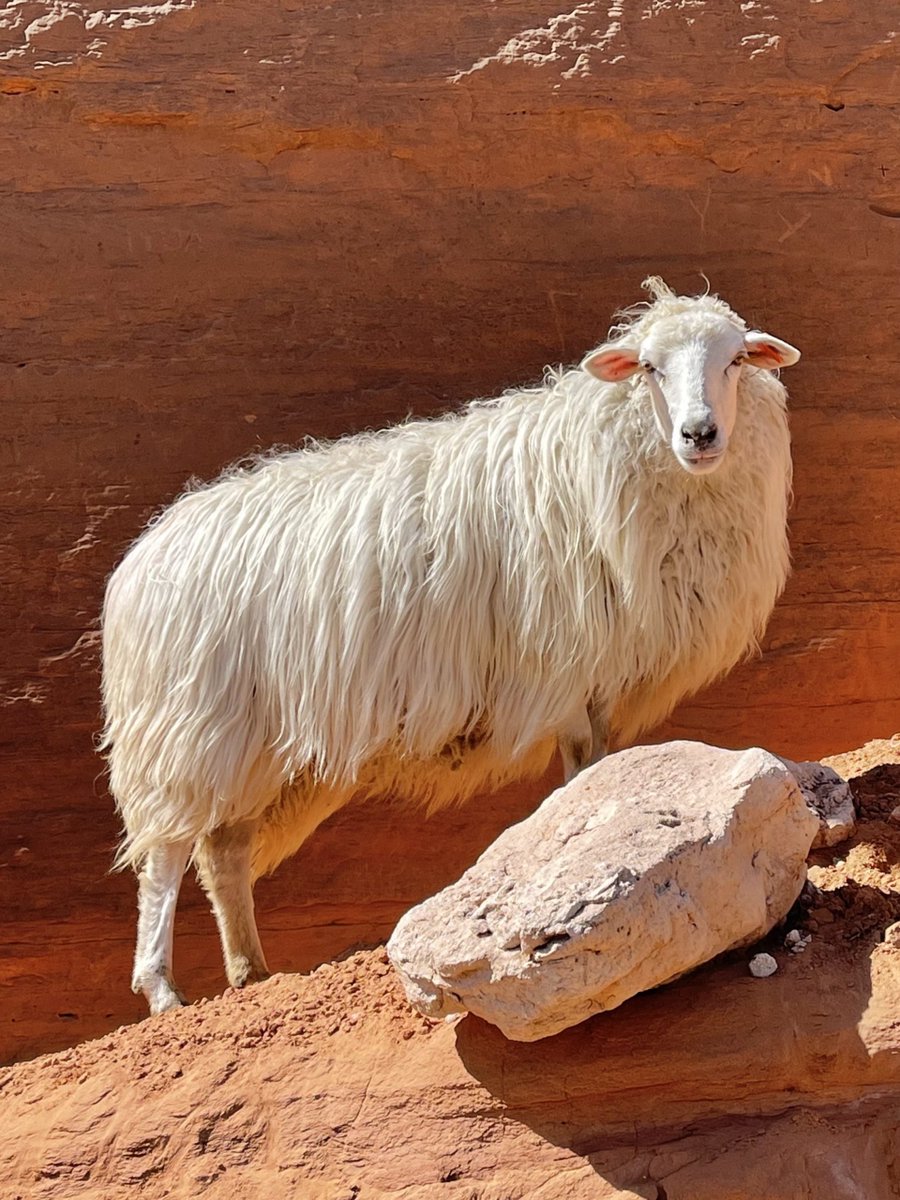 Experience Wool tweet media