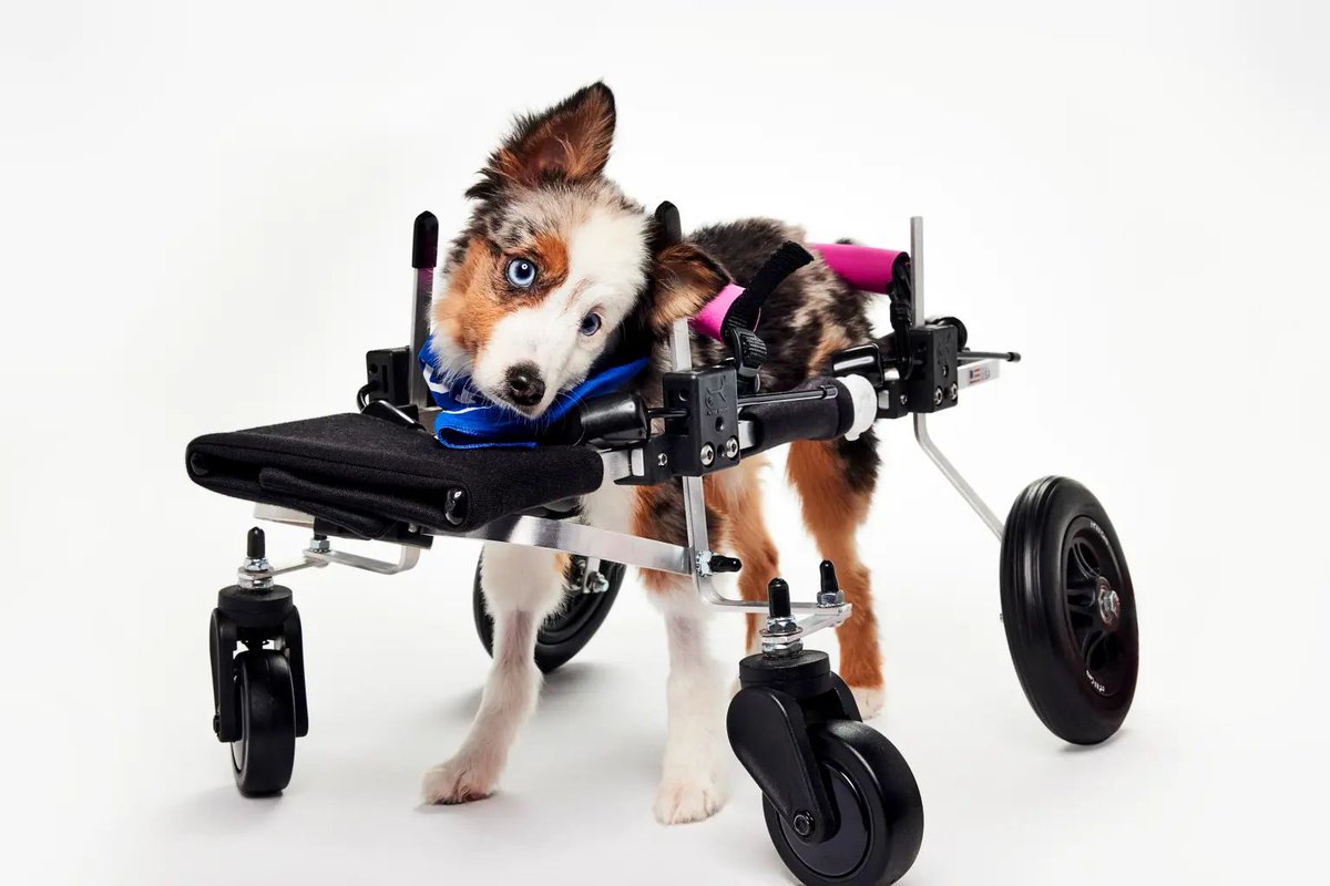 Dexerto's tweet image. Teigan, the wheelchair-using Puppy Bowl winner who went viral, has died

Perfect Imperfections Rescue said she died in October after a severe bout of pneumonia
