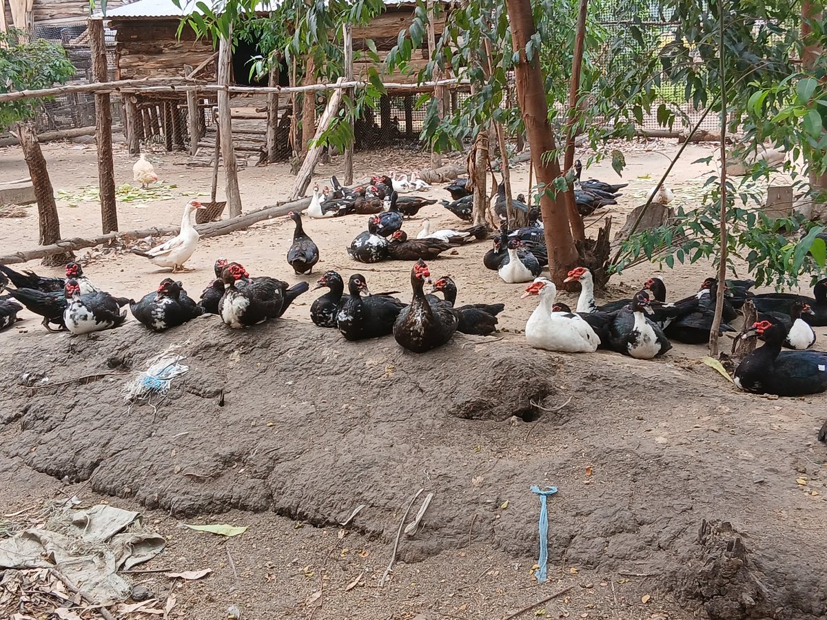 Pallisa District Local Government tweet media