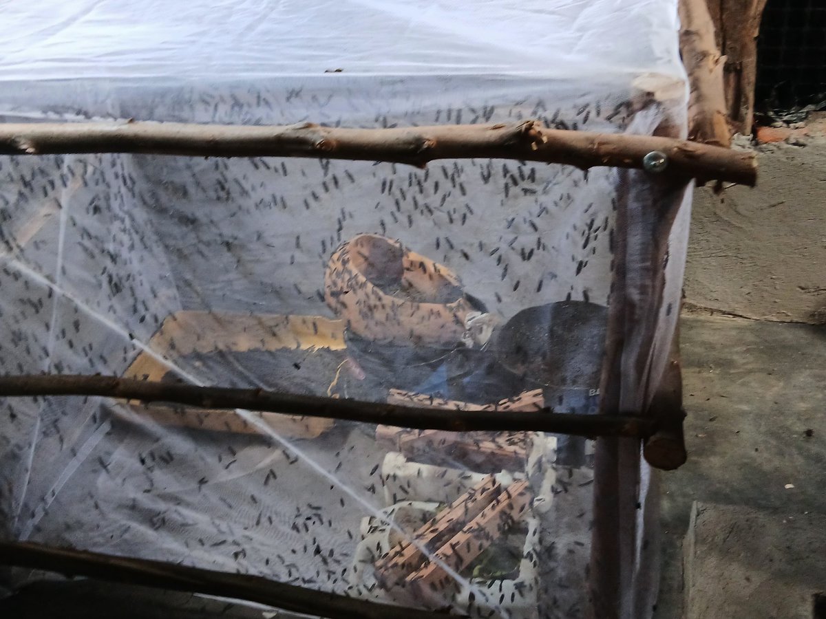 Pallisa District Local Government tweet media