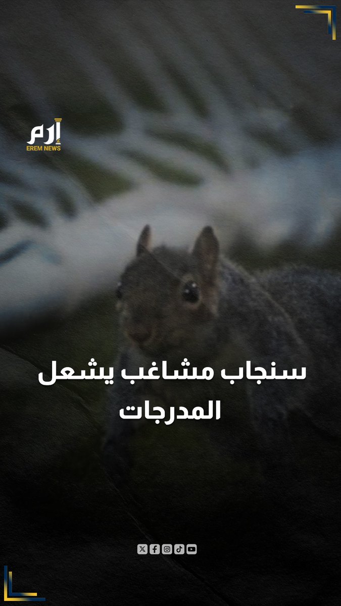 هدف عبثي يشعل المدرجات.. سنجاب يسرق الأضواء في مباراة بالتشامبيونشيب 