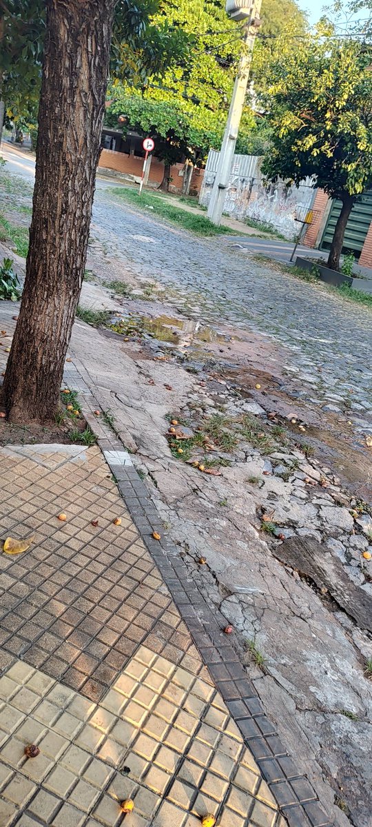 javier pettengill tweet media