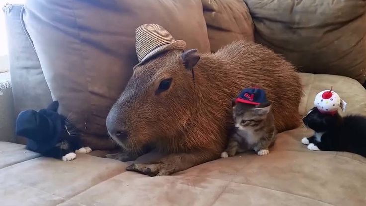 카피바라 아카이브 tweet media