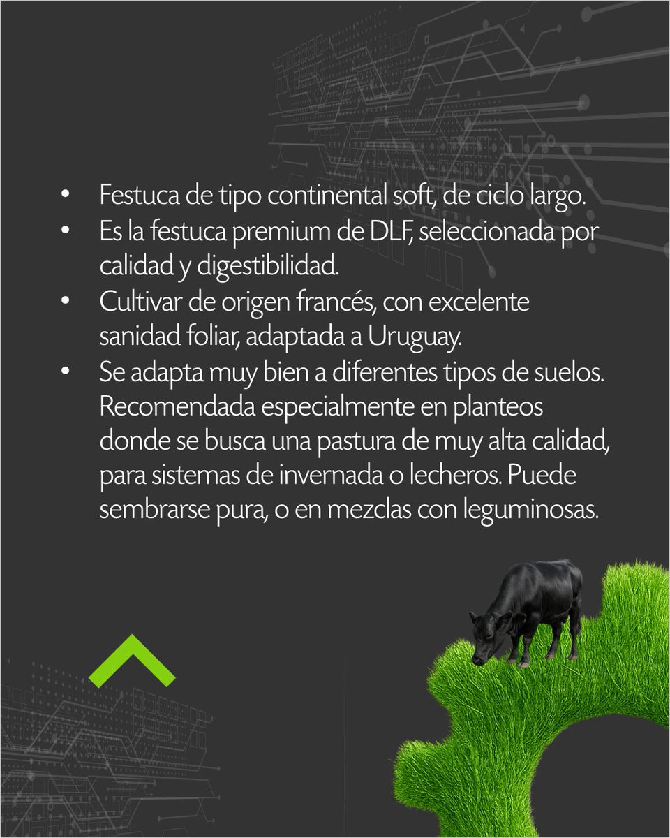 urf_cooperativa's tweet image. 🌱 Calidad que se nota en el sistema
Festuca Ninkoko es sinónimo de calidad superior todos los días.
Una festuca continental soft, de ciclo largo, seleccionada por su digestibilidad, sanidad foliar y excelente adaptación a los suelos de Uruguay.
Ideal para planteos de alta…