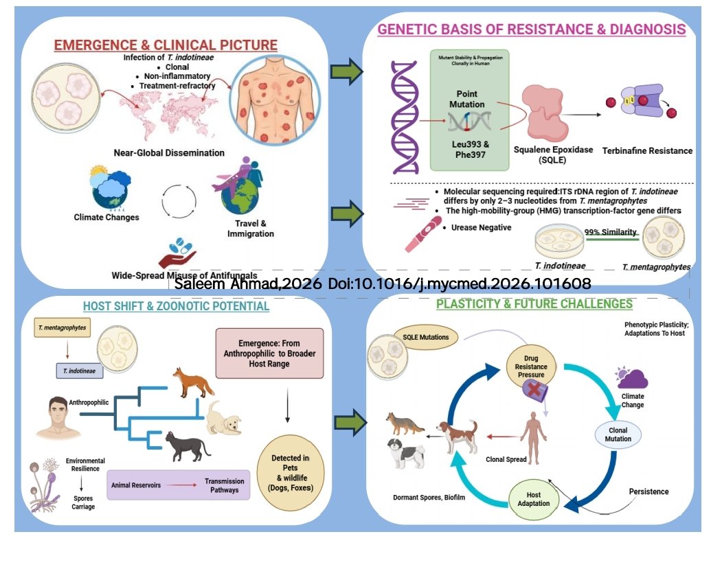 SAhmad124's tweet photo. Emergent insights on the spread of antifungal-resistant Trichophyton indotineae dermatophyte: Clonal expansion, adaptability dynamics and human–animal host adaptation
Saleem Ahmad, Journal of Medical Mycology 2026.

https://t.co/f6h77kxlEi https://t.co/QyOE8ksVUI