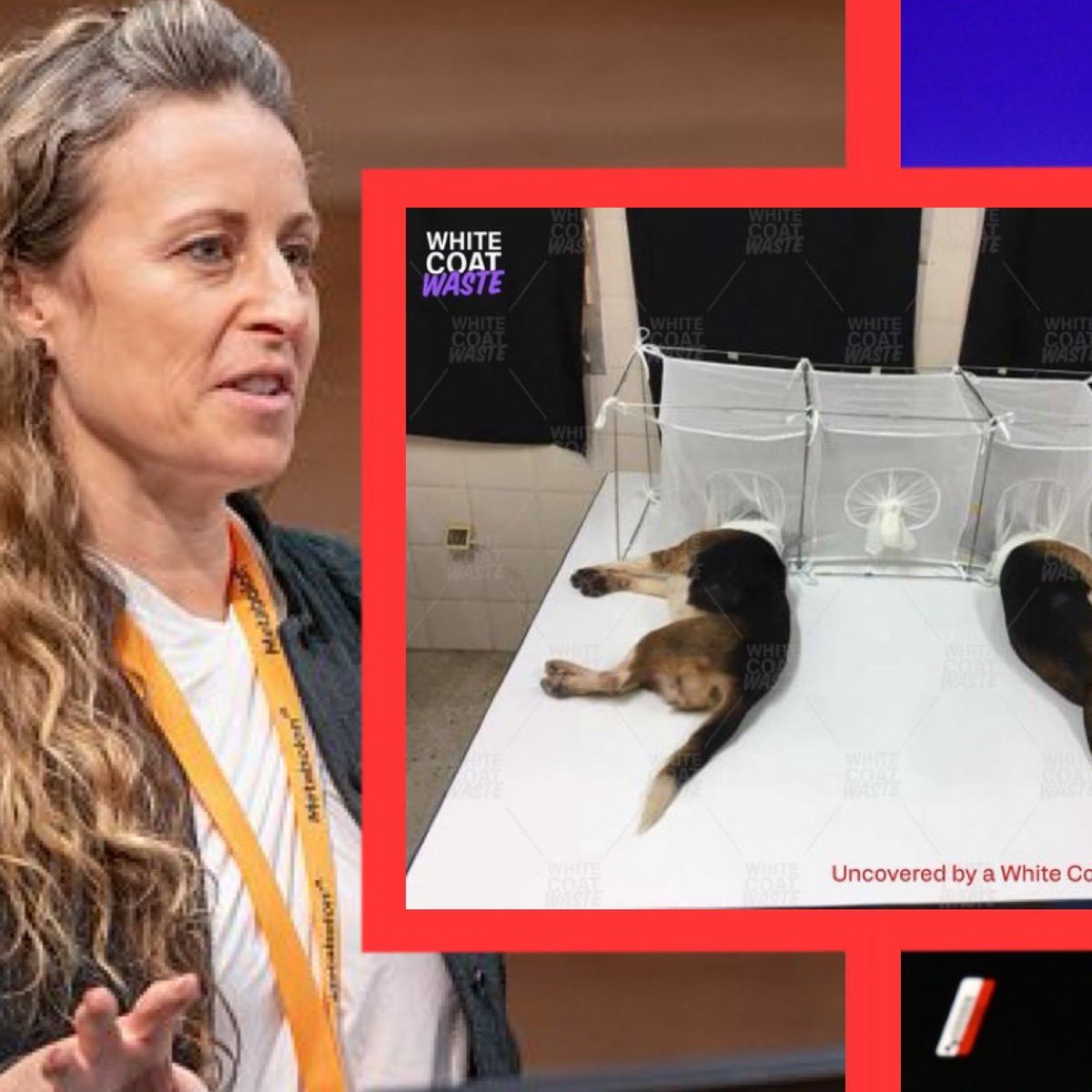 PhaedraXTeddy's tweet image. NIH ( @DrJBhattacharya and #NicoleKleinstreuer, whose very comfortable lifestyles we fund) defy @RobertKennedyJr  #TrumpAdministration by funding pointless #AnimalCruelty by #TheScience with multimillions of taxpayer dollars.