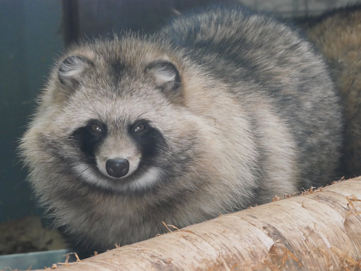 タヌキ愛好家の七倉/喪中/1/30～2/1たぬきのつどい5・さ7