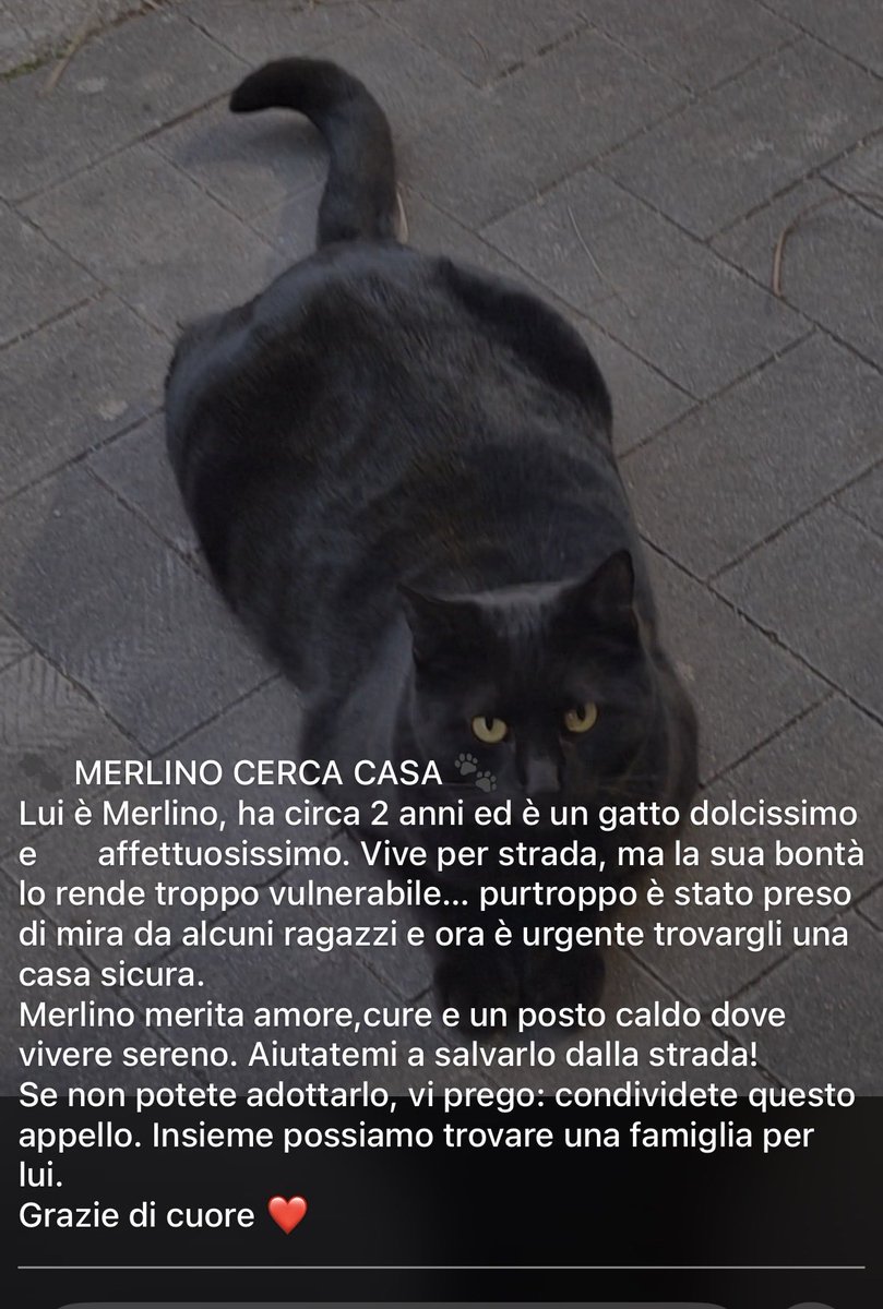 ADOZIONE URGENTE . 🙏🏼🙏🏼🙏🏼🙏🏼🙏🏼 Napoli . Per favore lo picchiano .