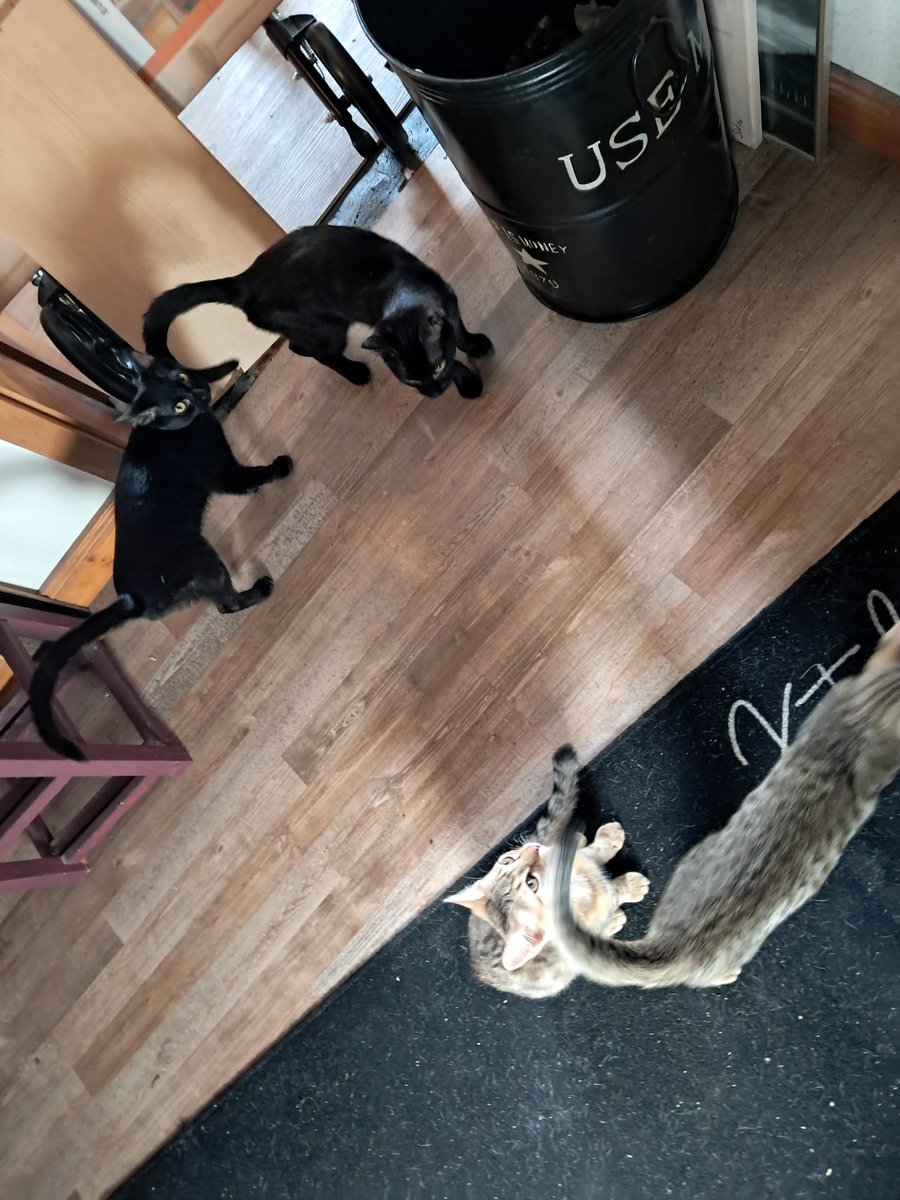 FrauKleins's tweet photo. Vier auf ein Bild zu bekommen, funktioniert nur mit Tricks. #nordstadtkatzen #rennsemmeln #tigerchen #exlandokimi #madmax und die #italiener #flavio #mika https://t.co/cowlWNE9us
