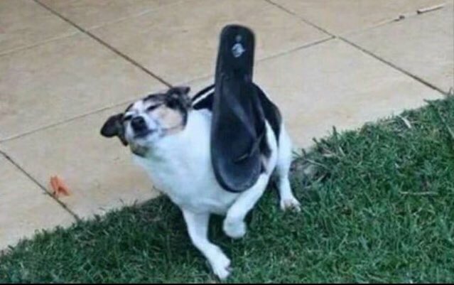 En a guagua se queló tu olooool