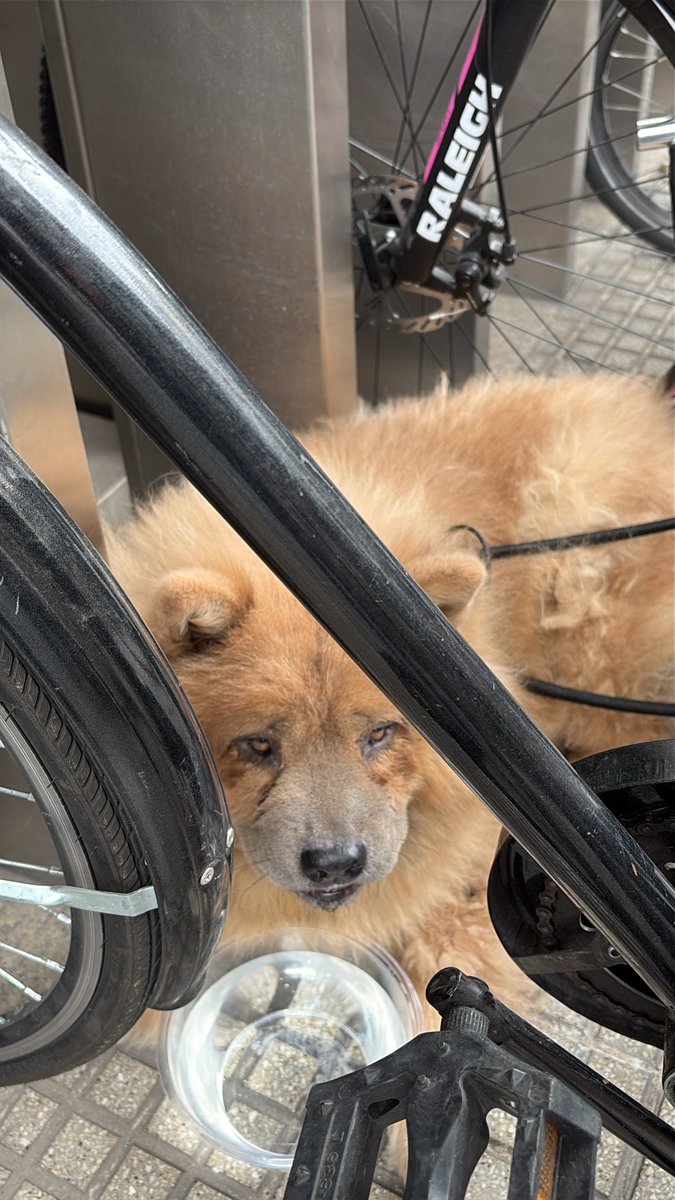 Rosau2022's tweet image. @lagarzasosa_ hola este perro corría muy asustado tal vez se le escapó a alguien. Lo ataron en la puerta del congreso está tranquilo 
Rivadavia y riobamba